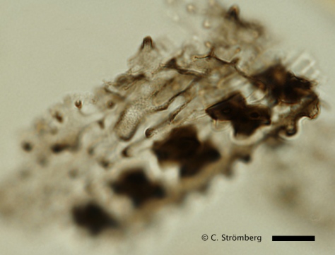 Grass short cell phytoliths in silificied epidermis from Late Cretaceous coprolites from Pisdura, India. Scale bar = 10 micrometers. (See http://depts.washington.edu/strmbrgl/StrombergLab_website/R_Poaceae_evolution.html)